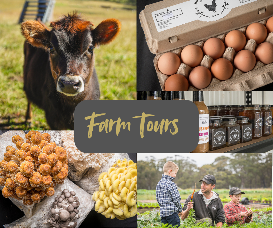 Farm Tour - Mussett Holdings Regenerative Farm