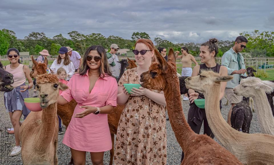 Iris Lodge Alpacas