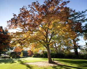 Albury Botanic Gardens, The Murray. Credit Rob Blackburn; Destination NSW