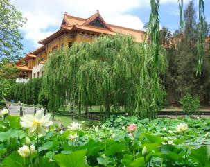 Lotus Pond